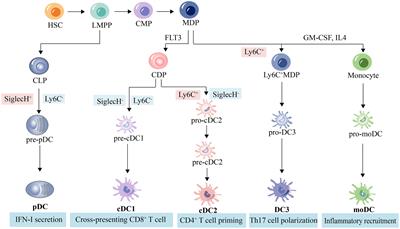 Advances in understanding of dendritic cell in the pathogenesis of acute kidney injury